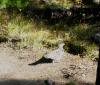 PICTURES/Grand Tetons - Death Canyon Trail/t_Grouse or Ptamagran.JPG